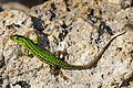 Image 18Sicilian wall lizard