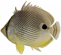 Chaetodon capistratus