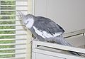 Cockatiel sleeping