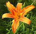 Hemerocallis