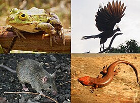 Neljä eri tetrapodia: Rana-suvun sammakko, hoatsin (lintu), skinkki (matelija) ja kotihiiri (nisäkäs).