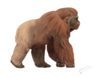 Gigantopithecus blacki