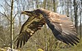 28. Fehérfejű rétisas (Haliaeetus leucocephalus) a németországi Wisentgehege Springe vadasparkban (javítás)/(csere)