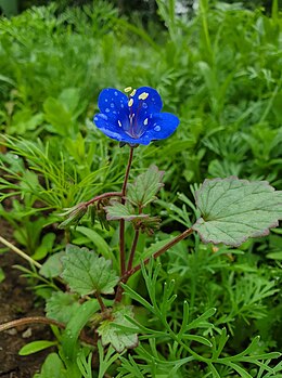 harangviráglevelű mézontófű (Phacelia campalunaria)