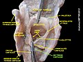 Arytenoid cartilage