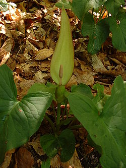 (Arum carpaticum)