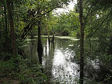 Swampland surrounded by green forest