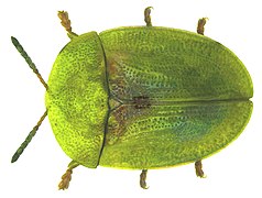 Cassida rubiginosa.