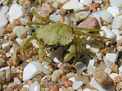 Carcinus maenas, Crabe vert