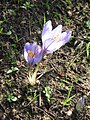 Crocus cancellatus