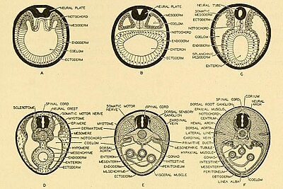 Embryogenesis and ontogenesis in vertebrates