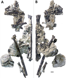 Holotype