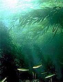 Image 5Kelp forests provide habitat for many marine organisms (from Marine habitat)