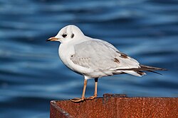 Lachmöwe (Jungvogel) (von Grand-Duc)