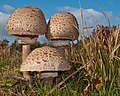 Gemeiner Riesenschirmling (Macrolepiota procera)