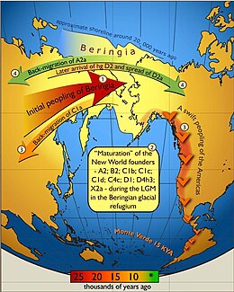 Illustrazione schematica del flusso dei geni materni dentro e fuori dalla Beringia. I colori delle frecce corrispondono alla tempistica approssimativa degli eventi e sono decodificati nella barra temporale colorata. Il popolamento iniziale della Berinigia (raffigurata in giallo chiaro) fu seguito da una battuta d'arresto dopo la quale gli antenati degli Indigeni americani si diffusero velocemente in tutto il Nuovo Mondo, mentre alcuni delle discendenze materne beringiane – C1a - si diffusero verso ovest. Lo scambio genetico più recente (mostrato in verde) è manifestato dalla migrazione di ritorno di A2a in Siberia e dalla diffusione di D2a in America nordorientale che postdatano il popolamento iniziale del Nuovo Mondo.