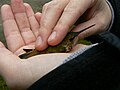 WP-tan feeding a hummingbird seed from her hand through a window