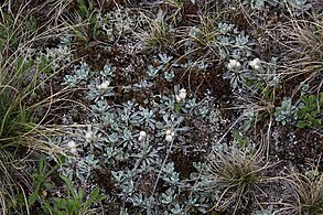 Antennaria (Antennaria caucasica)