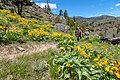 Scorcio del Blacktail Deer Creek Trail