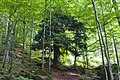 Europinis kukmedis, augantis Bavarijos miške (Vokietija)