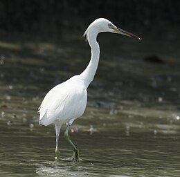 Kininis garnys (Egretta eulophotes)