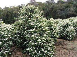 Coffea arabica