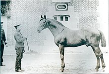 Photo noir et blanc d'un cheval vu de profil tenu par un homme en costume officiel.