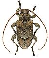 February 11: The longhorn beetle Leptostylopsis annulipes.