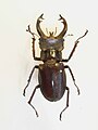 Lucanus fryi