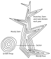 Image 23Diagram of secondary growth in a eudicot or coniferous tree showing idealised vertical and horizontal sections. A new layer of wood is added in each growing season, thickening the stem, existing branches and roots. (from Tree)