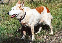 Anjing lembu merah tua yang berjalan di dalam semak