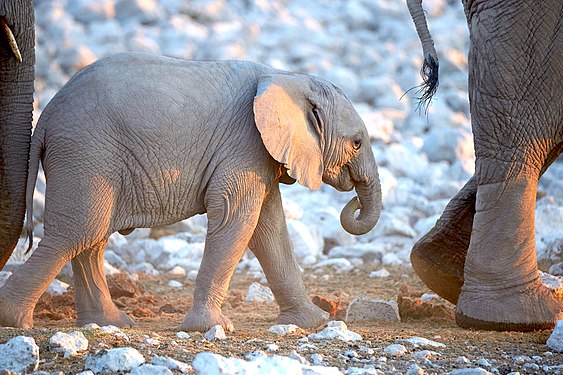 African bush elephant baby (loxodonta africana) ambling along mother's long strides at Okaukuejo waterhole in Etosha National Park Namibia