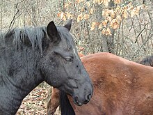 Tête d'un cheval noir vu de profil devant un autre cheval de couleur rousse.