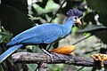 Riesenturako (Corythaeola cristata) im Jurong Bird Park