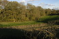 Dirty Ground Copse, and a field, from the south.