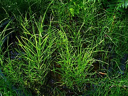 Mezei zsurló (Equisetum arvense)