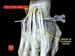 Extensor digitorum muscles