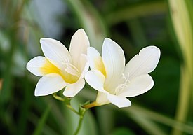 Freesia alba