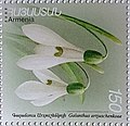 An Armenian post stamp showing the Galanthus artjuschenkoae Gabrieljan.