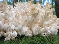 Hericium clathroides