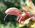 Salvia lanceolata