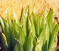 Haworthia mucronata has translucent margins and keels on its soft, pointed ("mucronate") leaves.