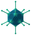 Capside icosaédrique d'un adénovirus.