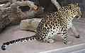 Grandi rosette su fondo fulvo (qui un leopardo dell'Amur)