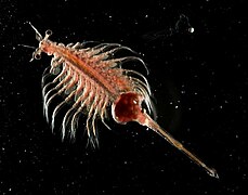 Artemia parthenogenetica, une artémie (Branchiopoda, Sarsostraca)