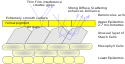 Buttercup structural and pigment coloration