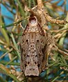 Pupa, ventral view