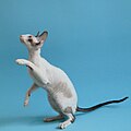 Cornish Rex