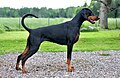 Chien Dobermann de profil, noire avec les extrémités marron.