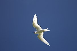 L'Île Coco - Fauna of St Brandon Cargados Carajos